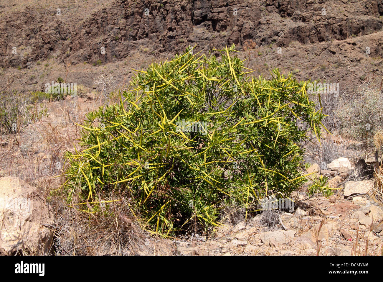 Periploca laevigata growing in Gran Canaria Stock Photo