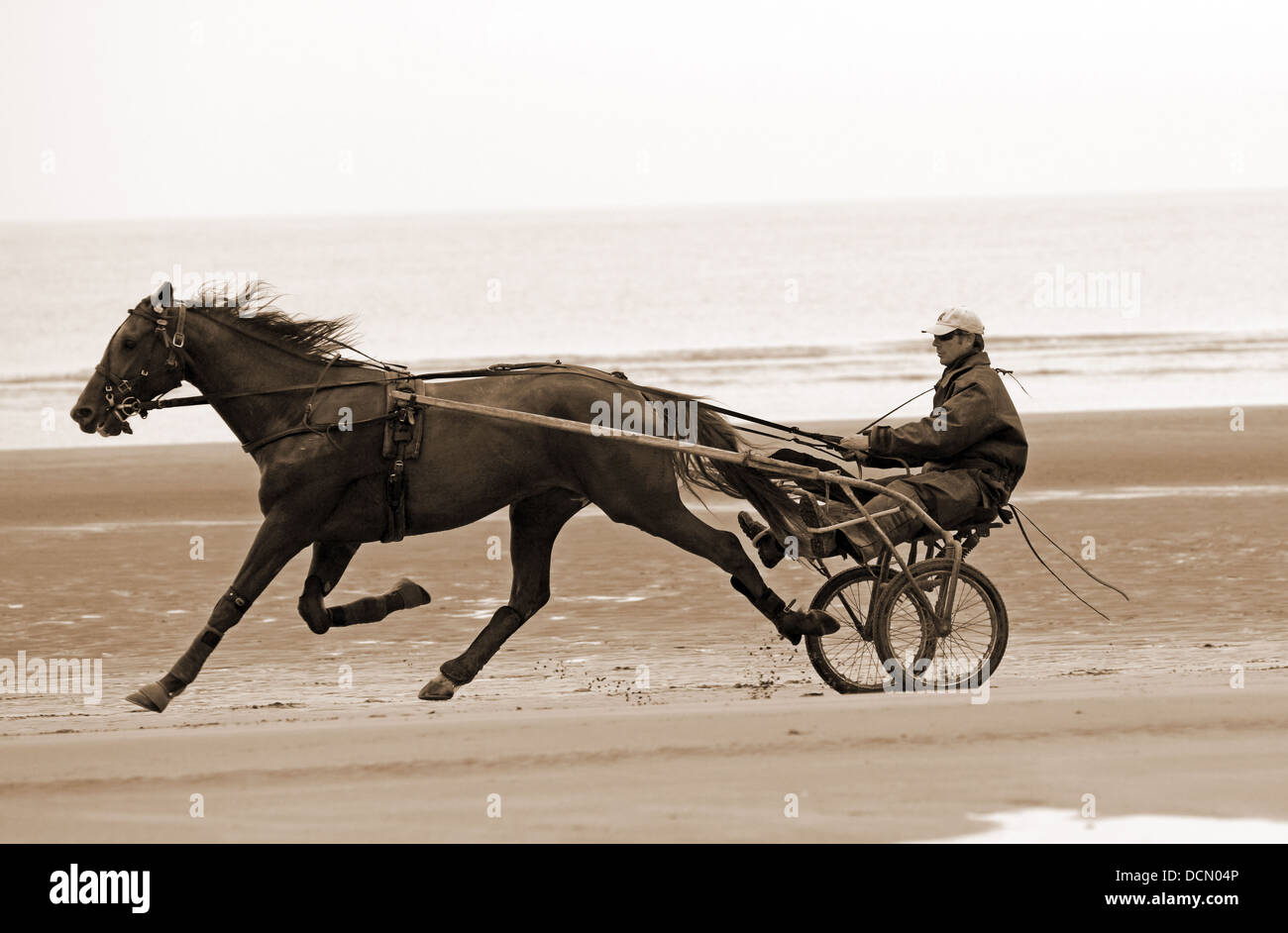 Harness racing, Sulky Racing, Horse Gig Racing, on the beach. Gypsy horses Stock Photo