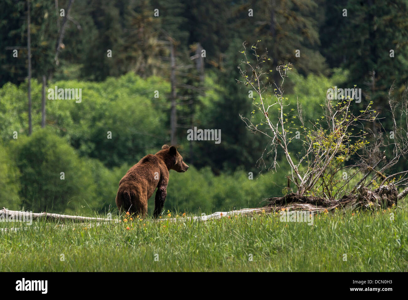Young grizzly bear in the spring sedge grass, Great Bear Rainforest Stock Photo