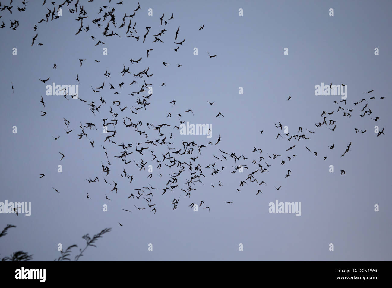 bats cloud Cambodia Battambang Asia fruit feed out Stock Photo