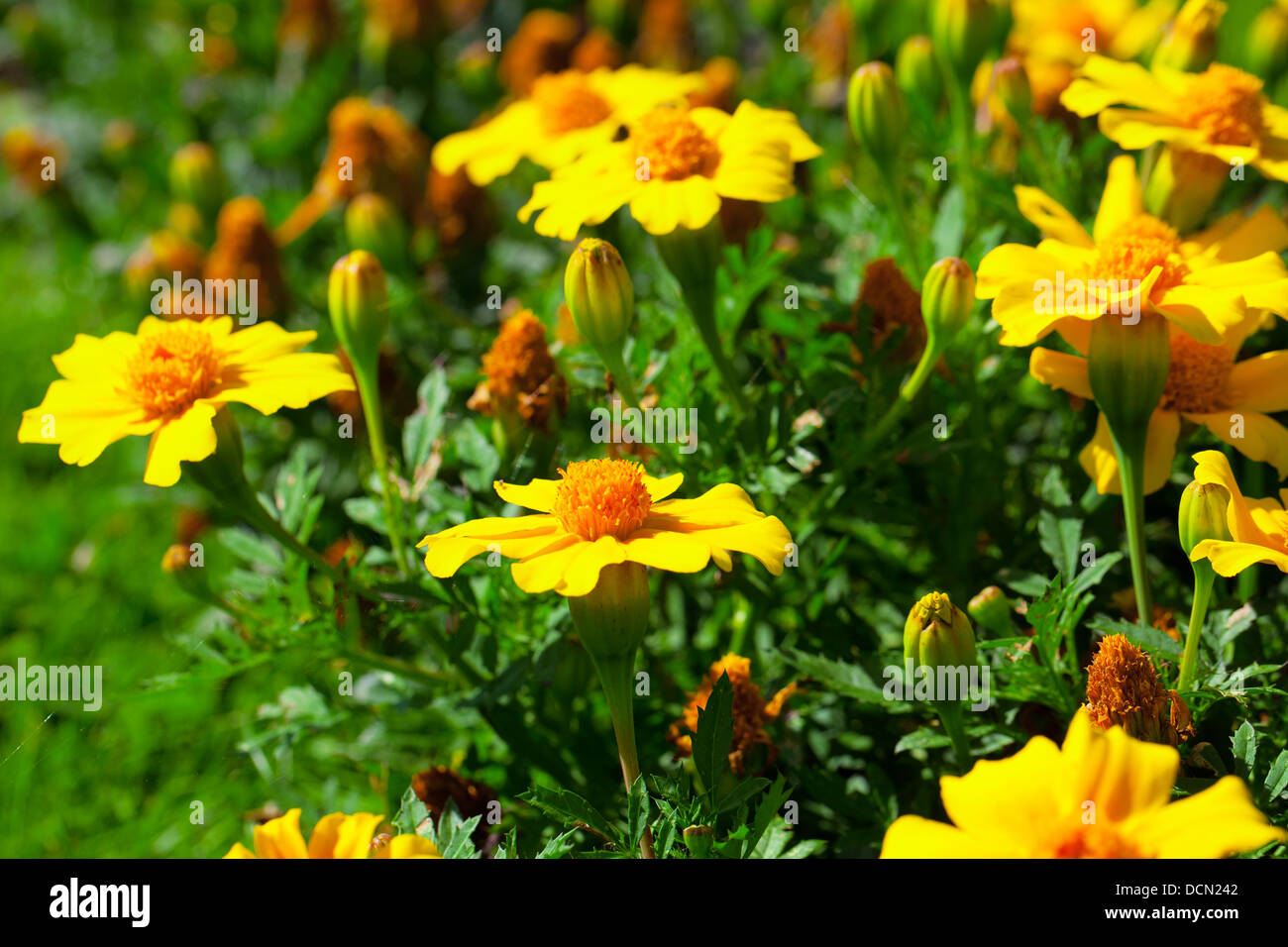 marigold flower (Tagetes patula L.) in the flower-bed Stock Photo