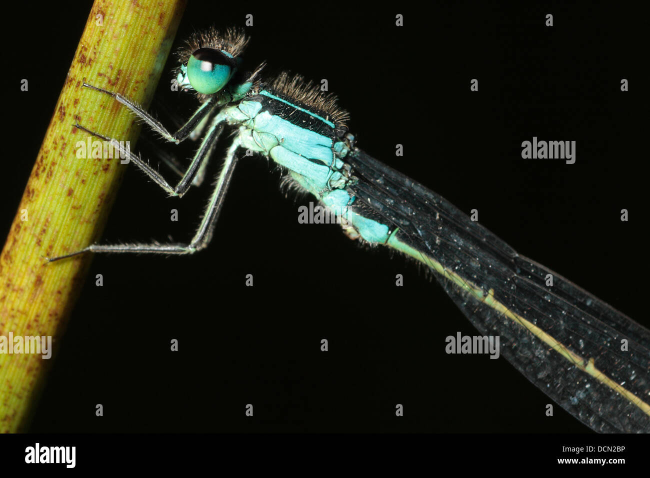 Blue Tailed Damselfly Stock Photo - Alamy