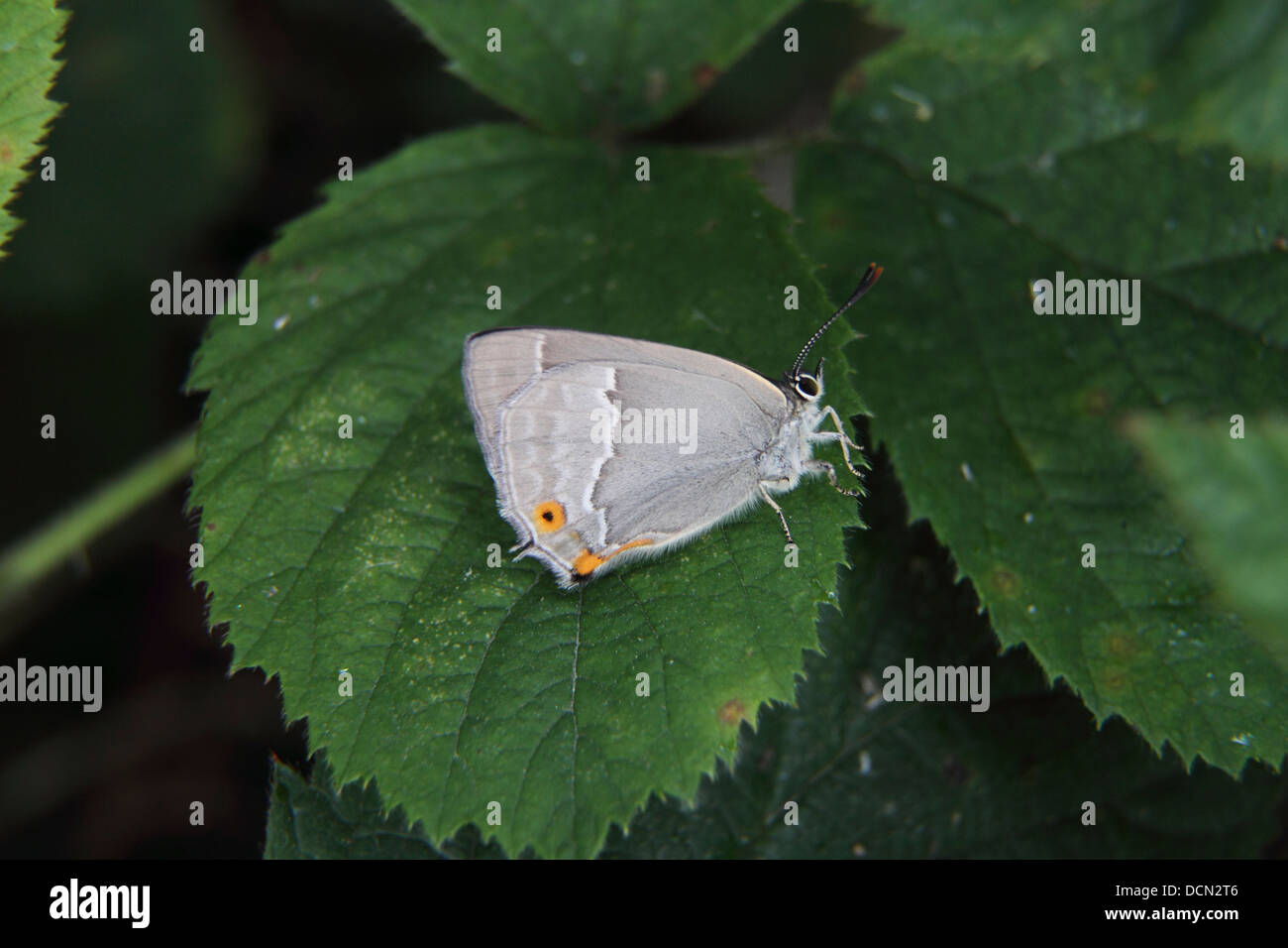 White letter hairstreak butterfly resting on bramble leaf Stock Photo