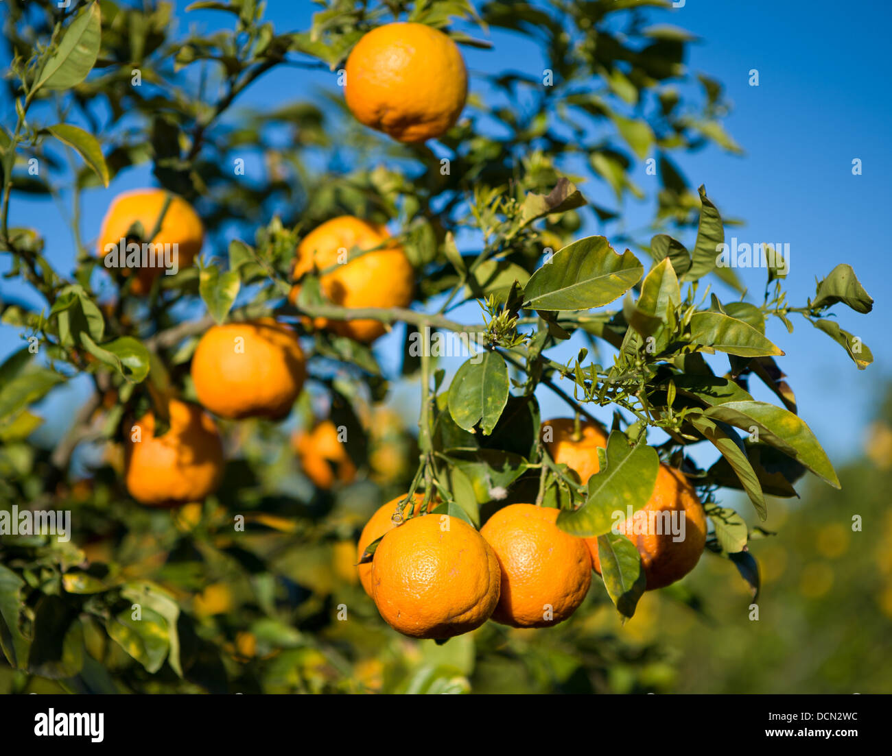 Oranges growing on trees in the region of Murcia, Spain Stock Photo Alamy