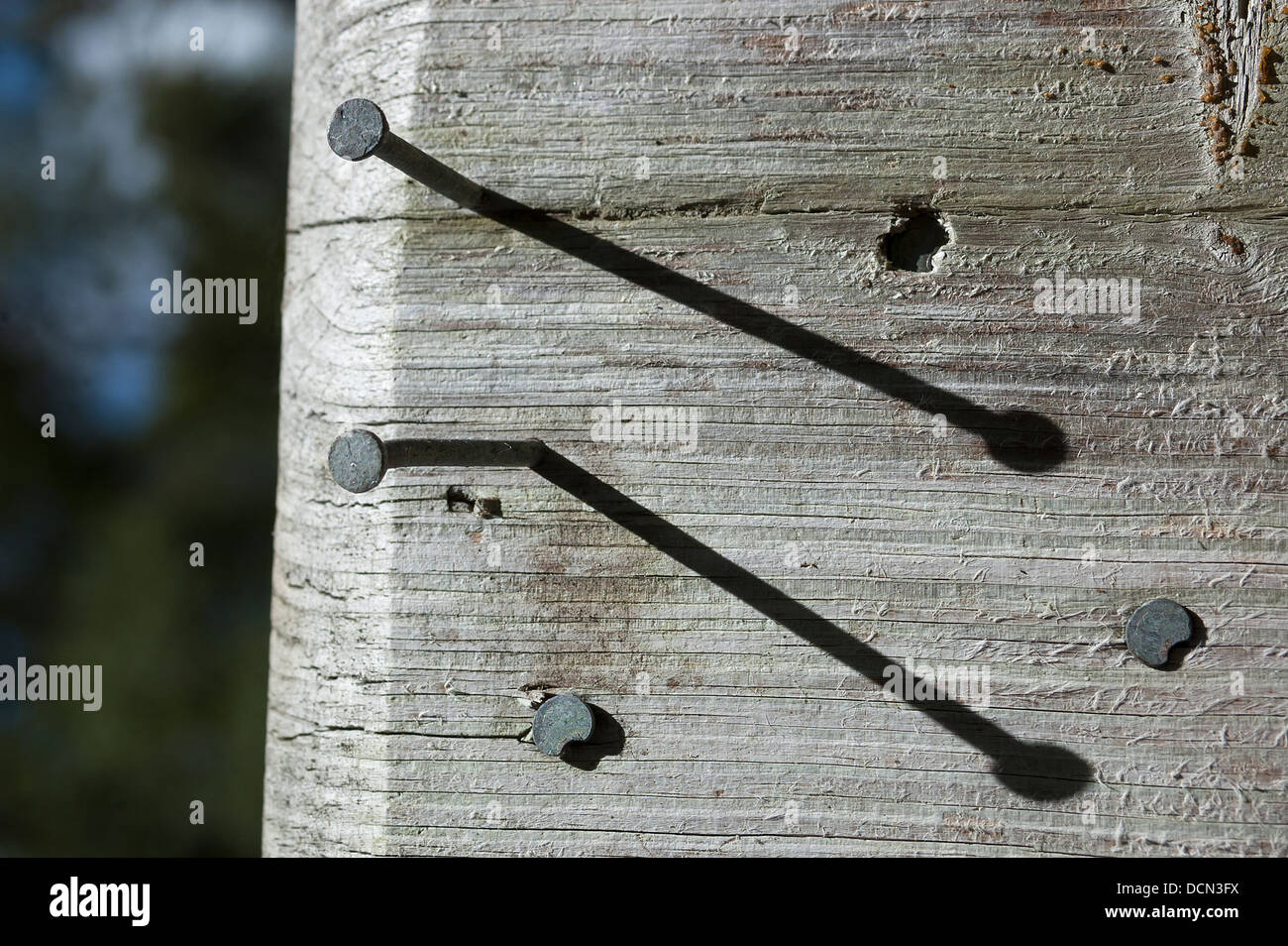 Two nails in a board cast long shadows Stock Photo - Alamy