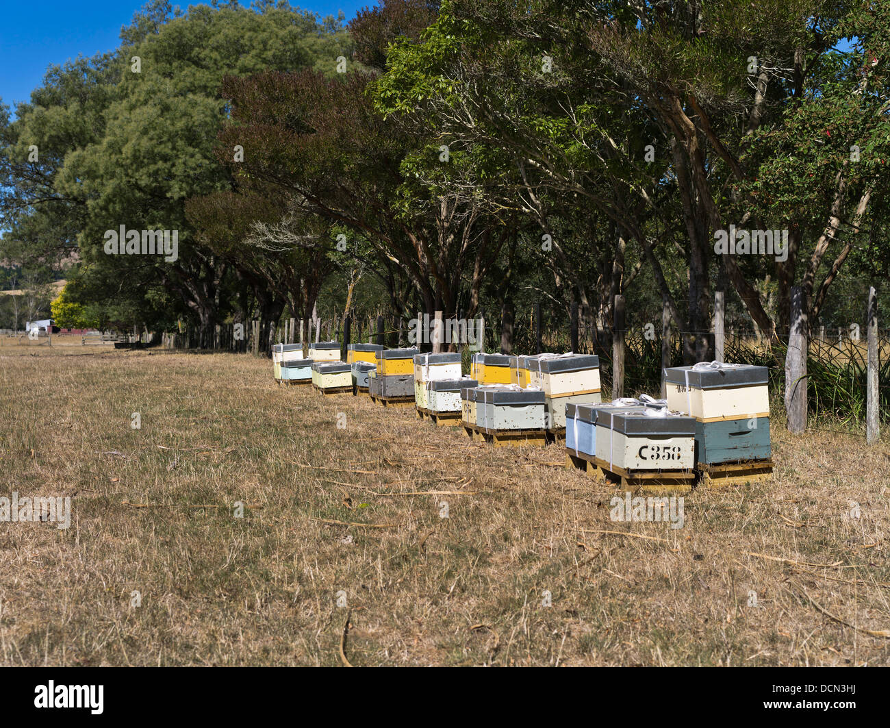 dh Beehives in field WAIRARAPA NEW ZEALAND Honey bee hives outside hive beehive farming Stock Photo