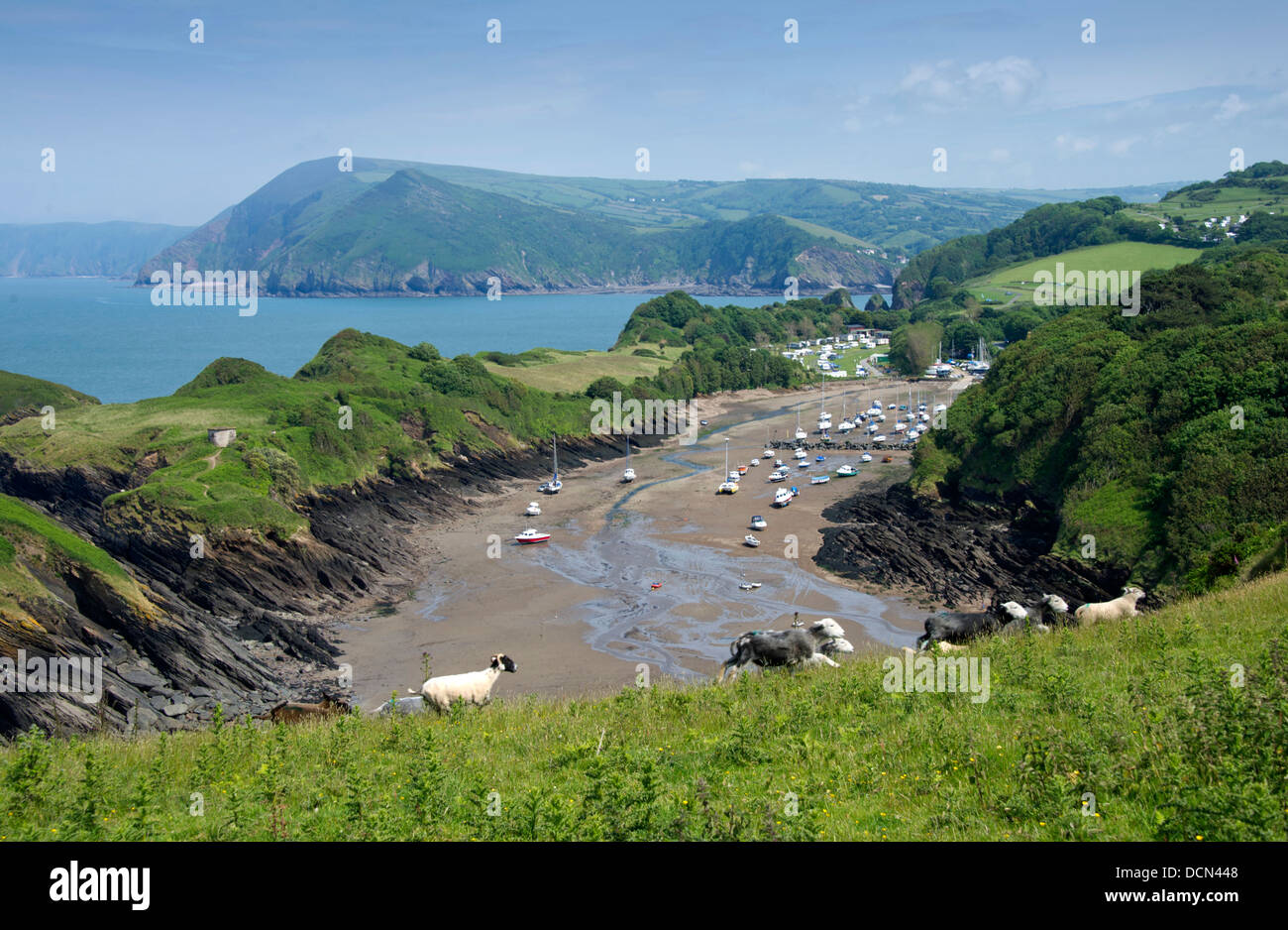 Watermouth, Devonshire a coastal inlet on the north coast, with a beach and boat moorings with sheep in the foreground. a UK Stock Photo