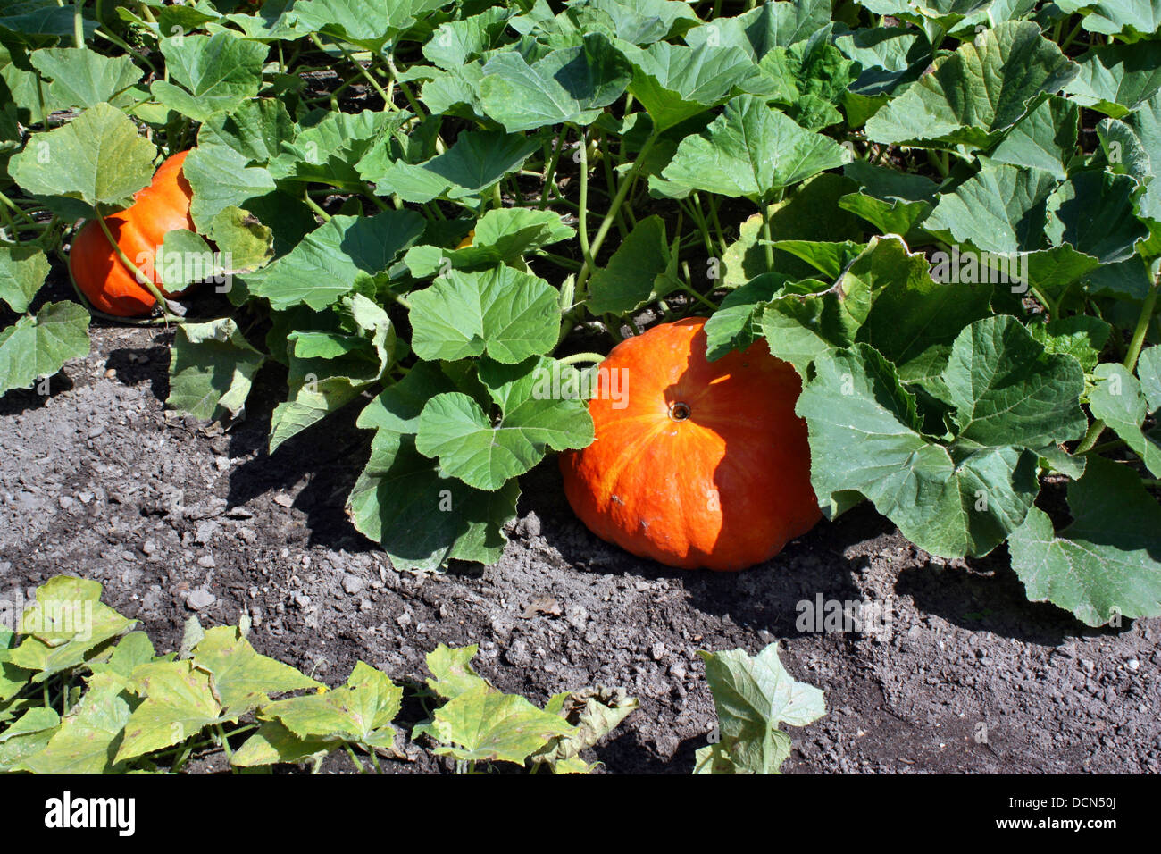 Pumpkins grow in the garden Stock Photo - Alamy