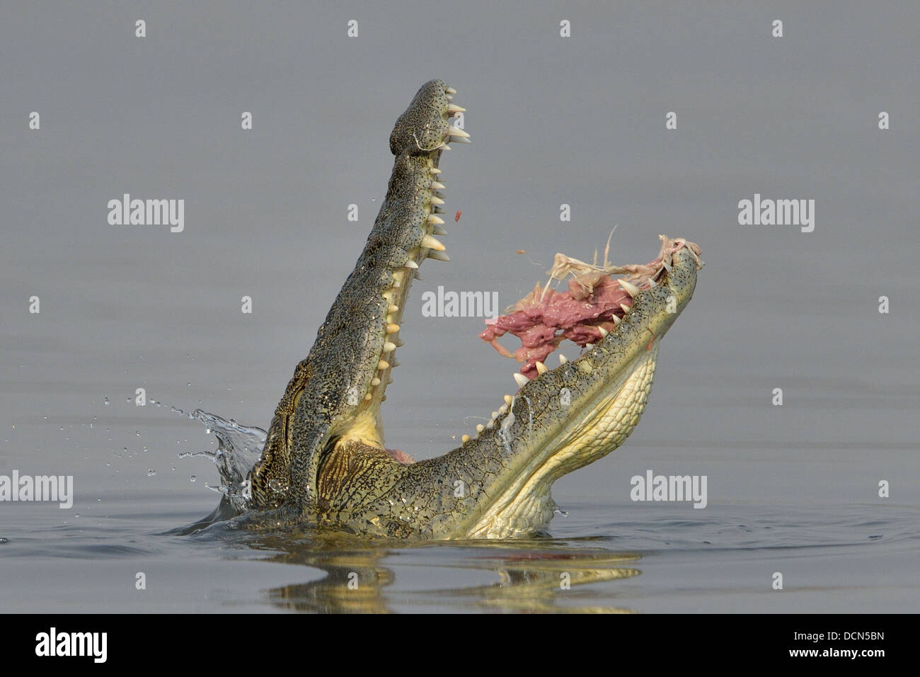 Nile Crocodile eating a fish in the river Stock Photo