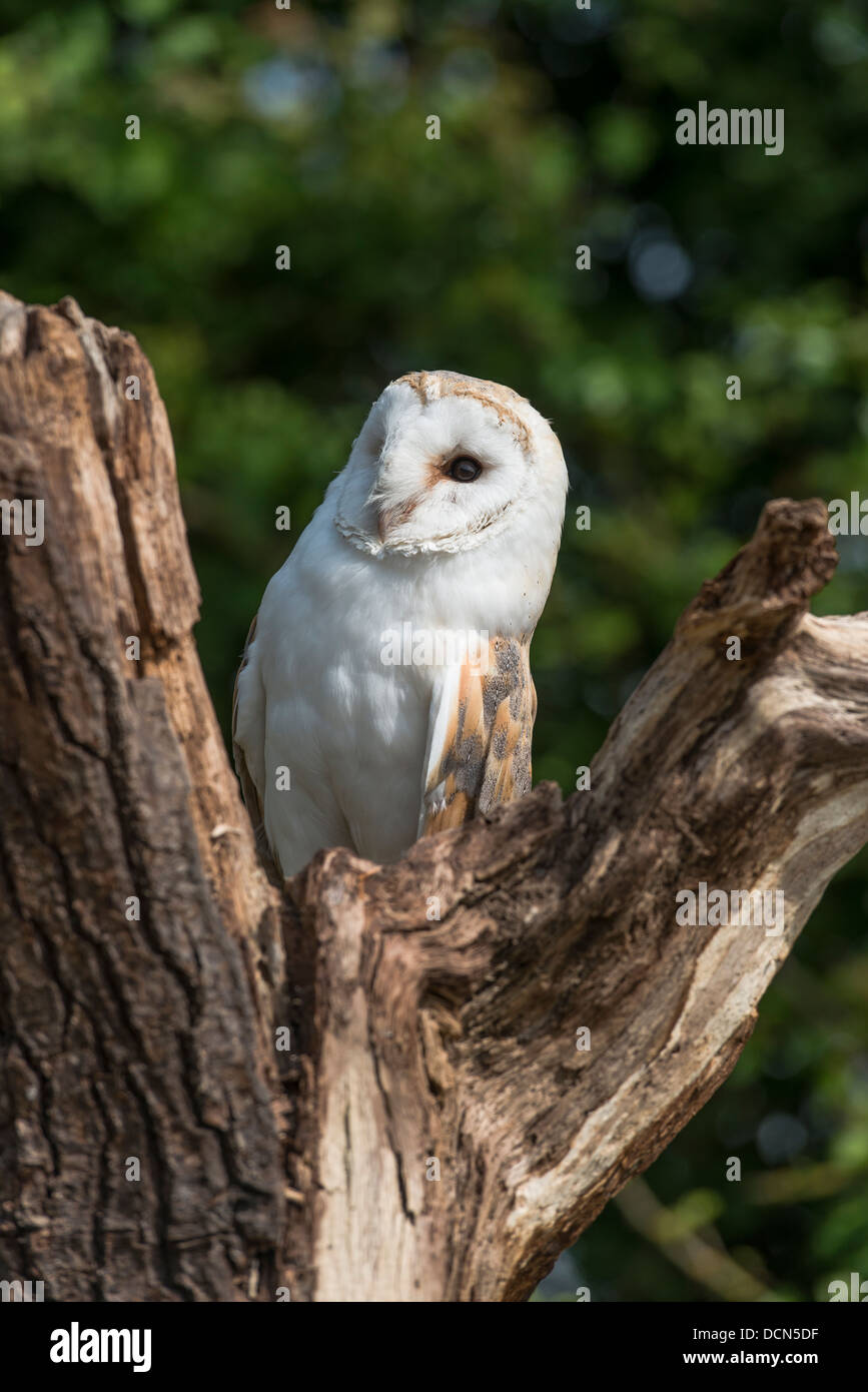 Barn owl tyto alba sitting on wooden stump stock photo  alamy Barn owl tyto alba sitting on wooden stump stock photo  alamy