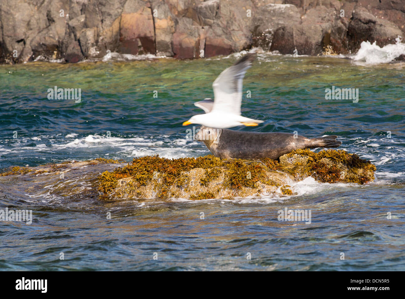 A Grey Seal (Halichoerus grypus) on the Farne Islands, Northumberland, UK, with a gull flying past. Stock Photo
