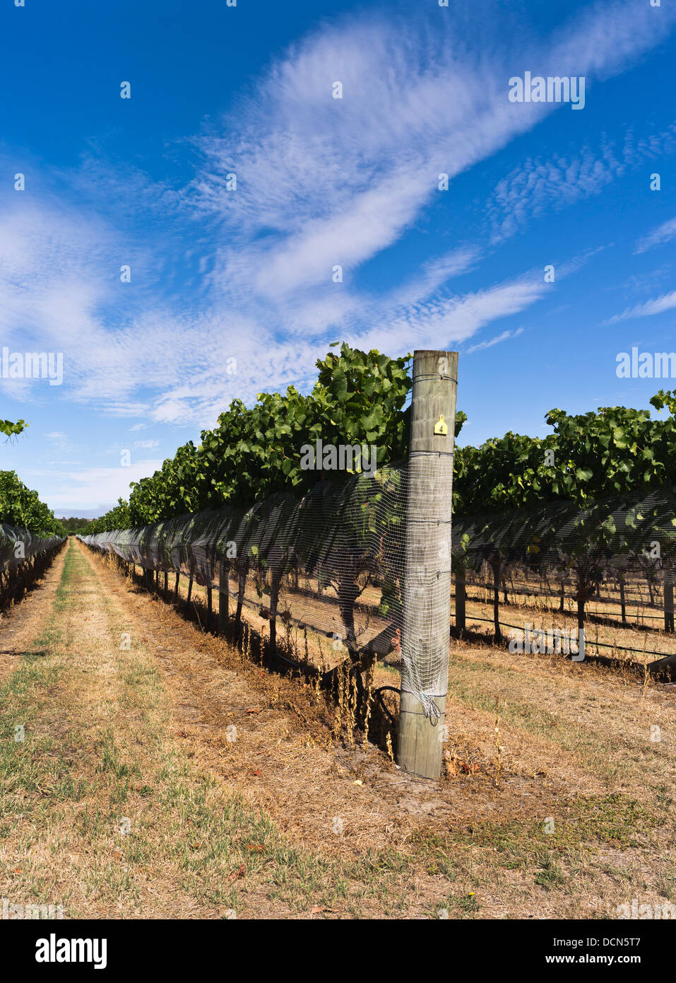 dh Martinborough WAIRARAPA NEW ZEALAND Wine vineyard grape vines vine field vineyards valley Stock Photo