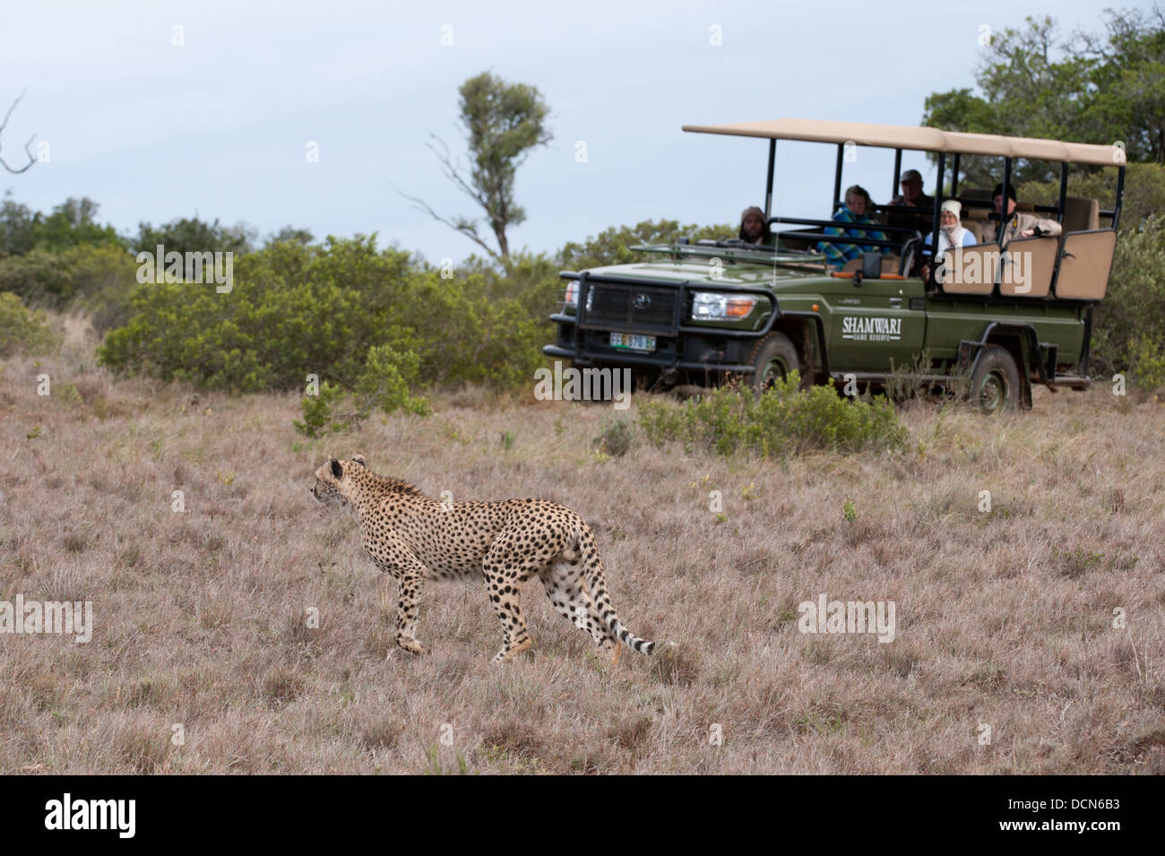 Cheetah (Acinonyx jubatus) and safari vehicle, Shamwari Game Reserve, Eastern Cape, South Africa Stock Photo