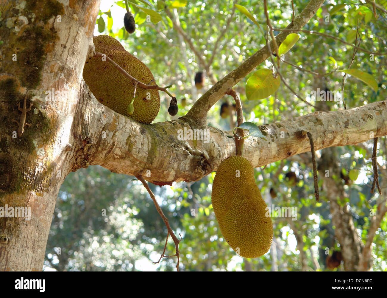 some Jack Fruits in Zanzibar (Africa) Stock Photo