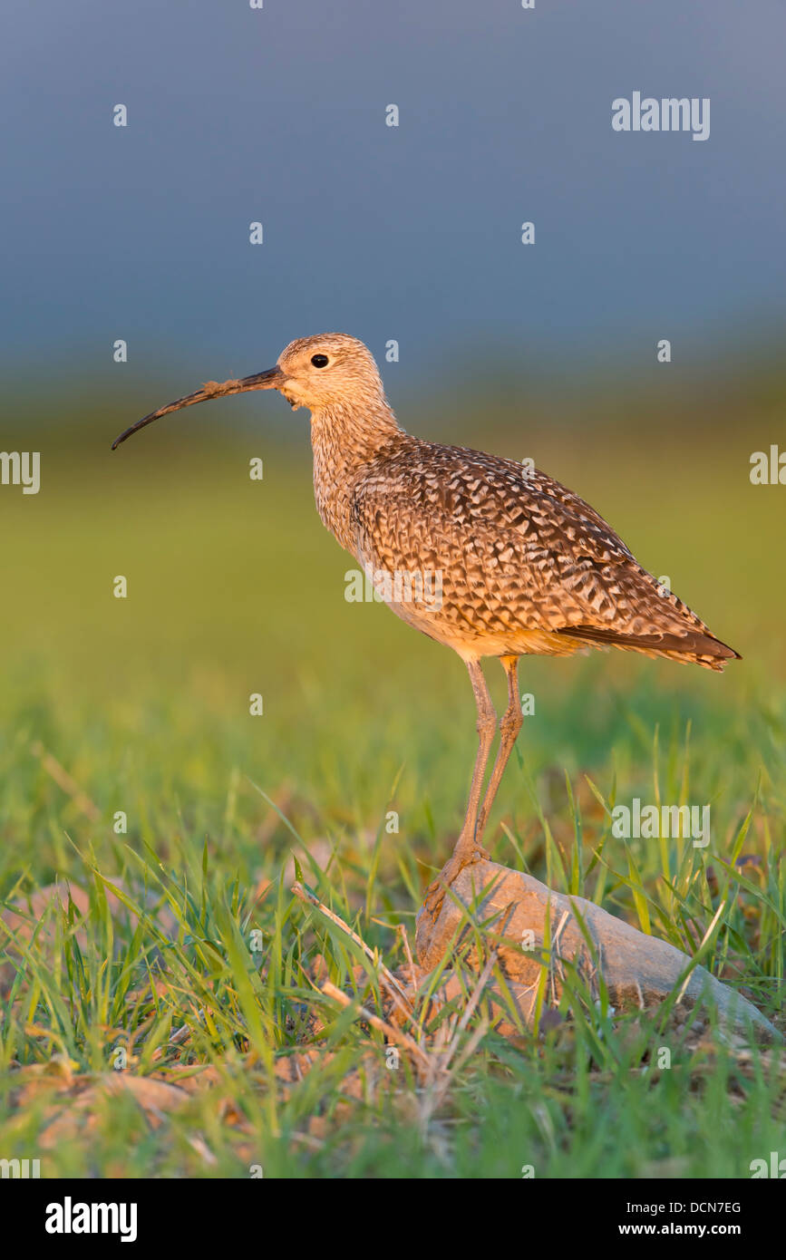 A long-billed curlew (Numenius americanus) poses on a rock, Western Montana Stock Photo
