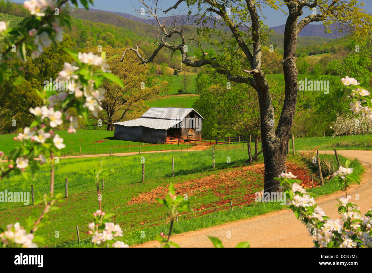 Apple Orchard, Roseland, Nelson County, Virginia, USA Stock Photo Alamy
