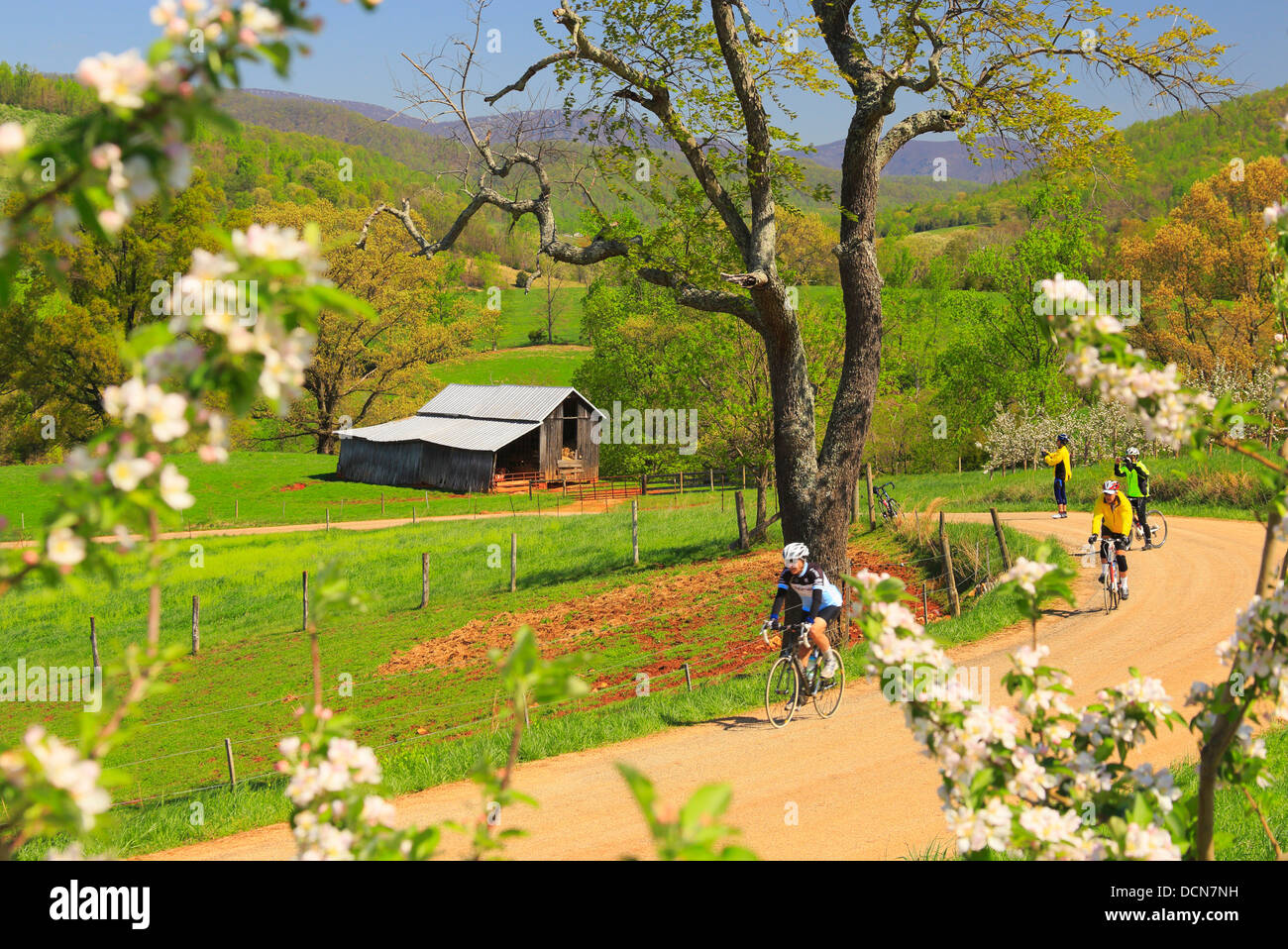 Apple Orchard, Roseland, Nelson County, Virginia, USA Stock Photo Alamy