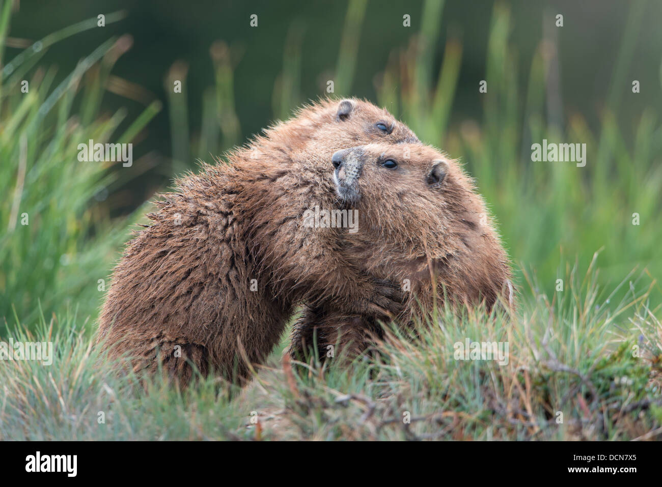 Returning after foraging for grasses, an Olympic marmot gives his mate a hug, Olympic National Park, Washington Stock Photo