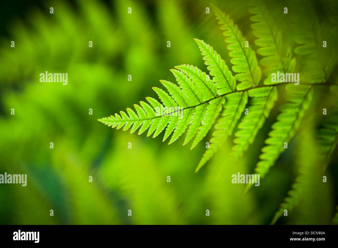 Fern leaf hi-res stock photography and images - Alamy