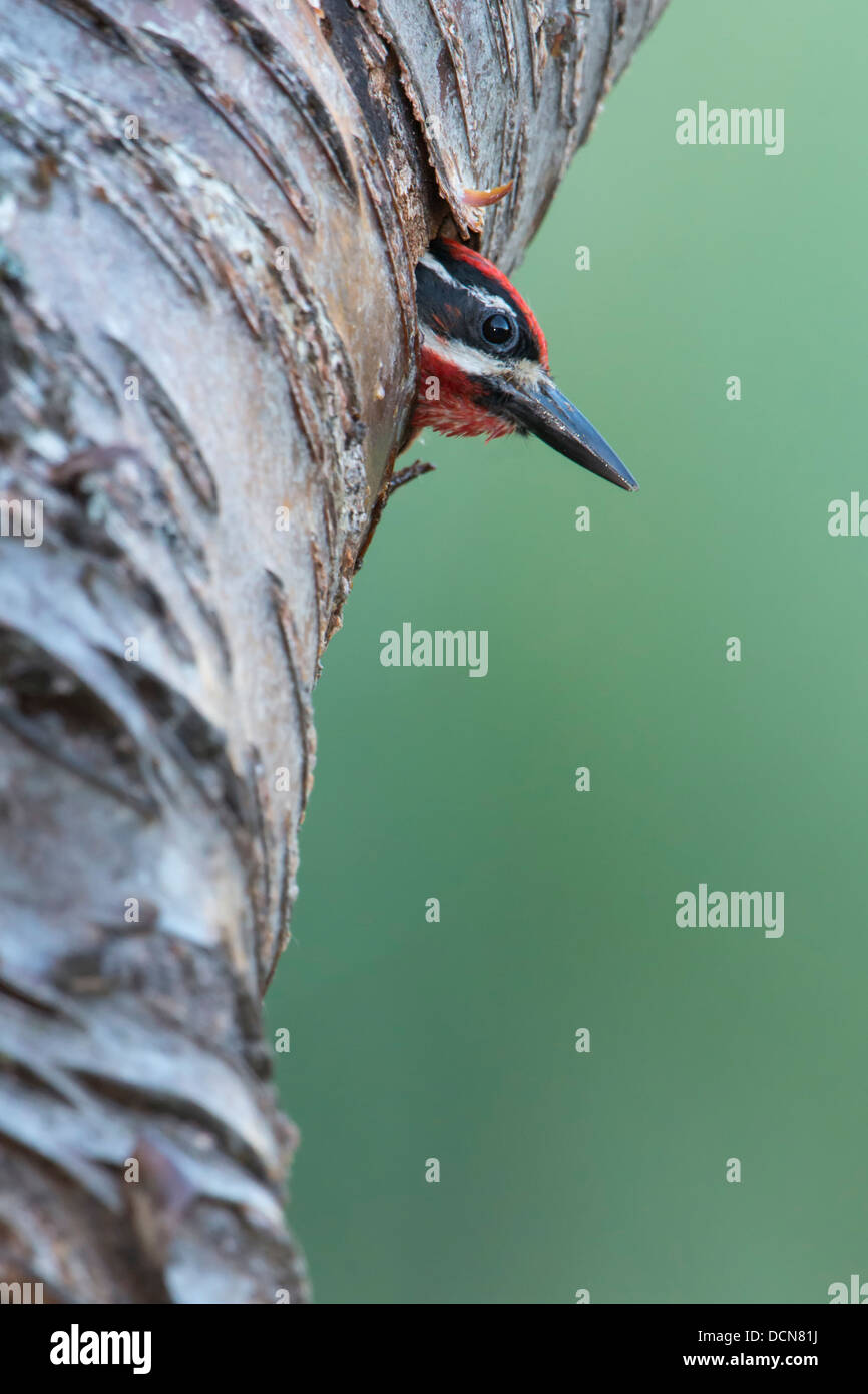 A Red-naped Sapsucker (Sphyrapicus nuchalis) pokes its head out of a nest cavity hole, Bitterroot Valley, Montana Stock Photo