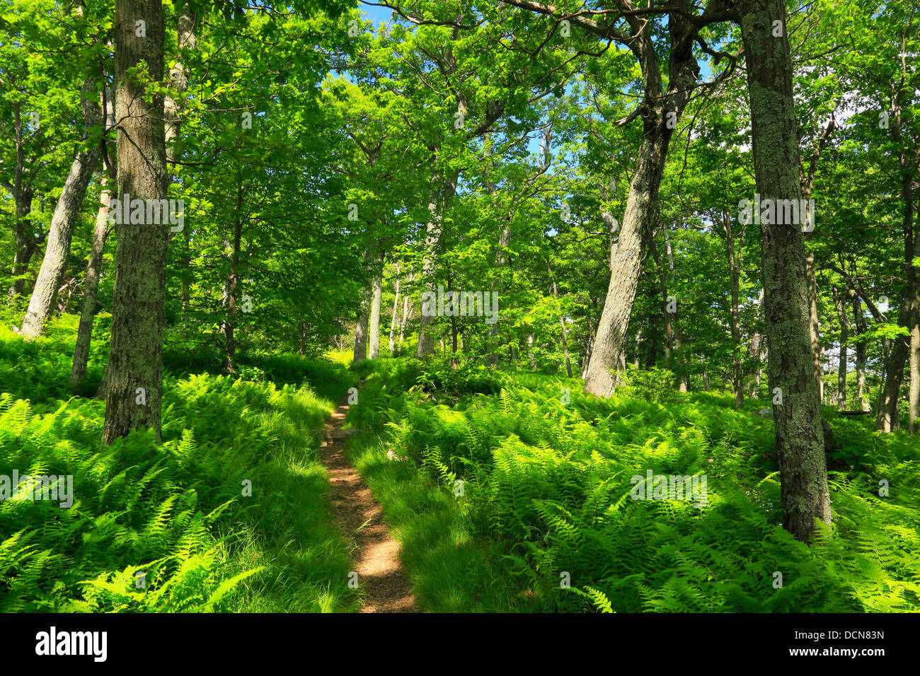 Hogback ridge hi-res stock photography and images - Alamy
