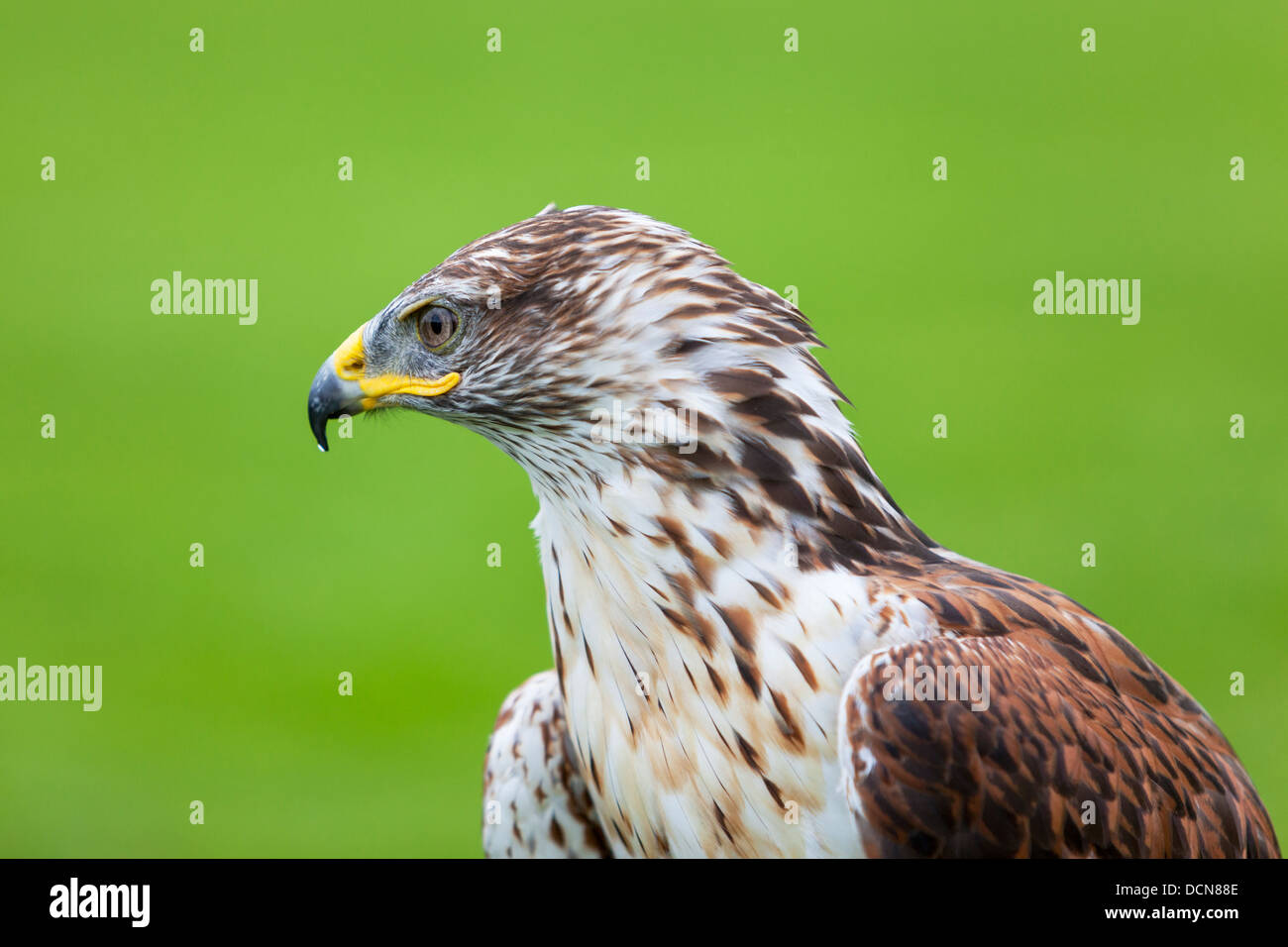 Head and shoulder portrait of a Ferruginous Hawk against a natural green background. Stock Photo