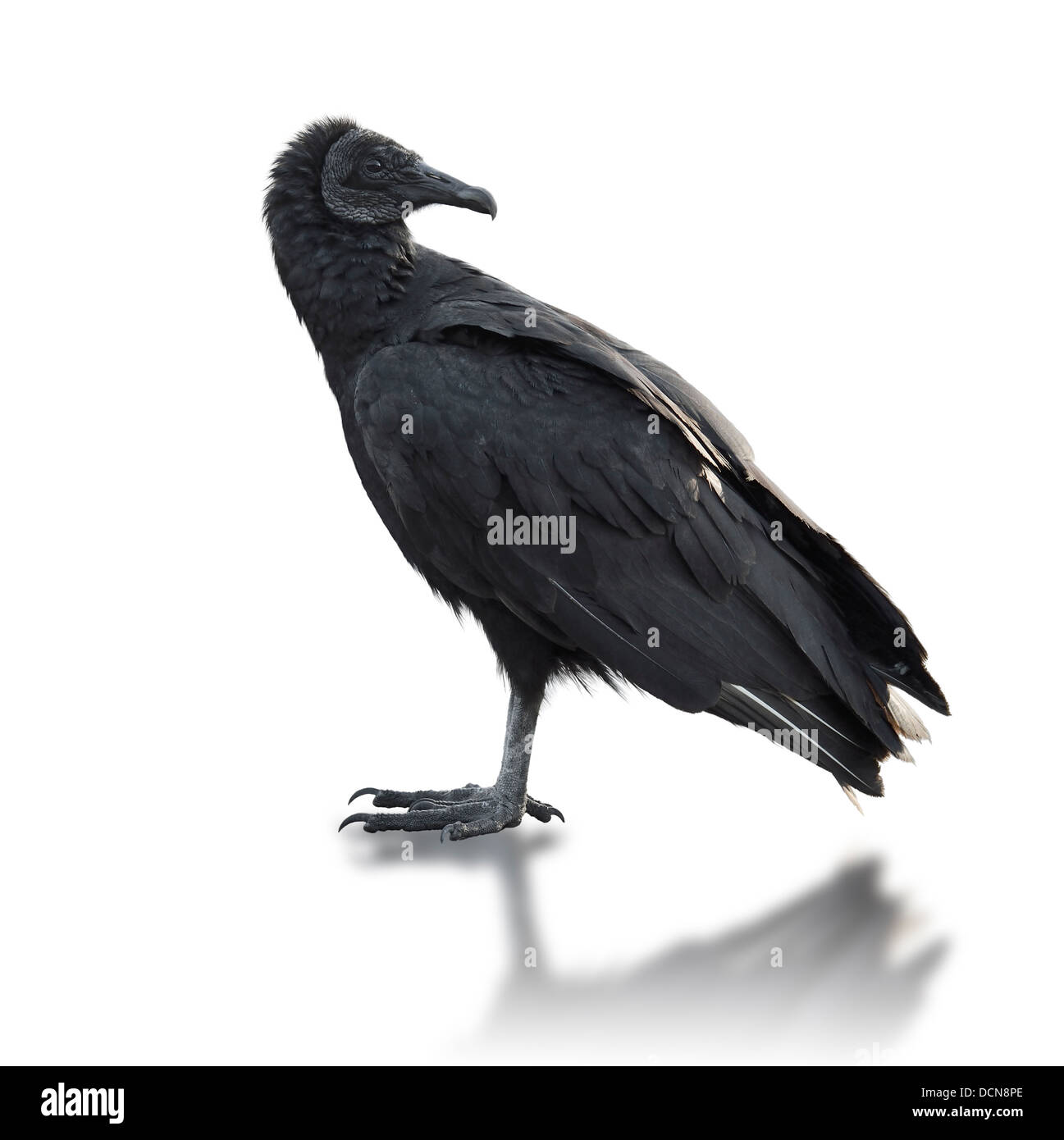 Black vulture profile Cut Out Stock Images & Pictures - Alamy