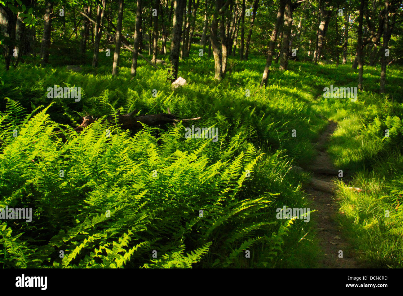 Hogsbacks Ridge Appalachian Trail, Hogback Ridge, Shenandoah National Park, Virginia ...