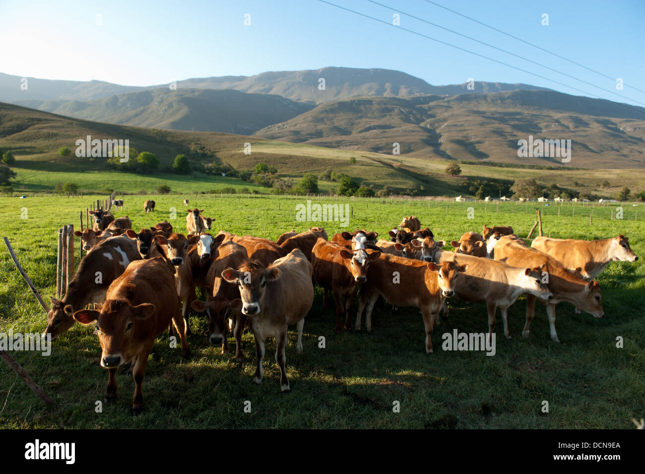 Cattle farm near Swellendam, Western Cape, South Africa Stock Photo