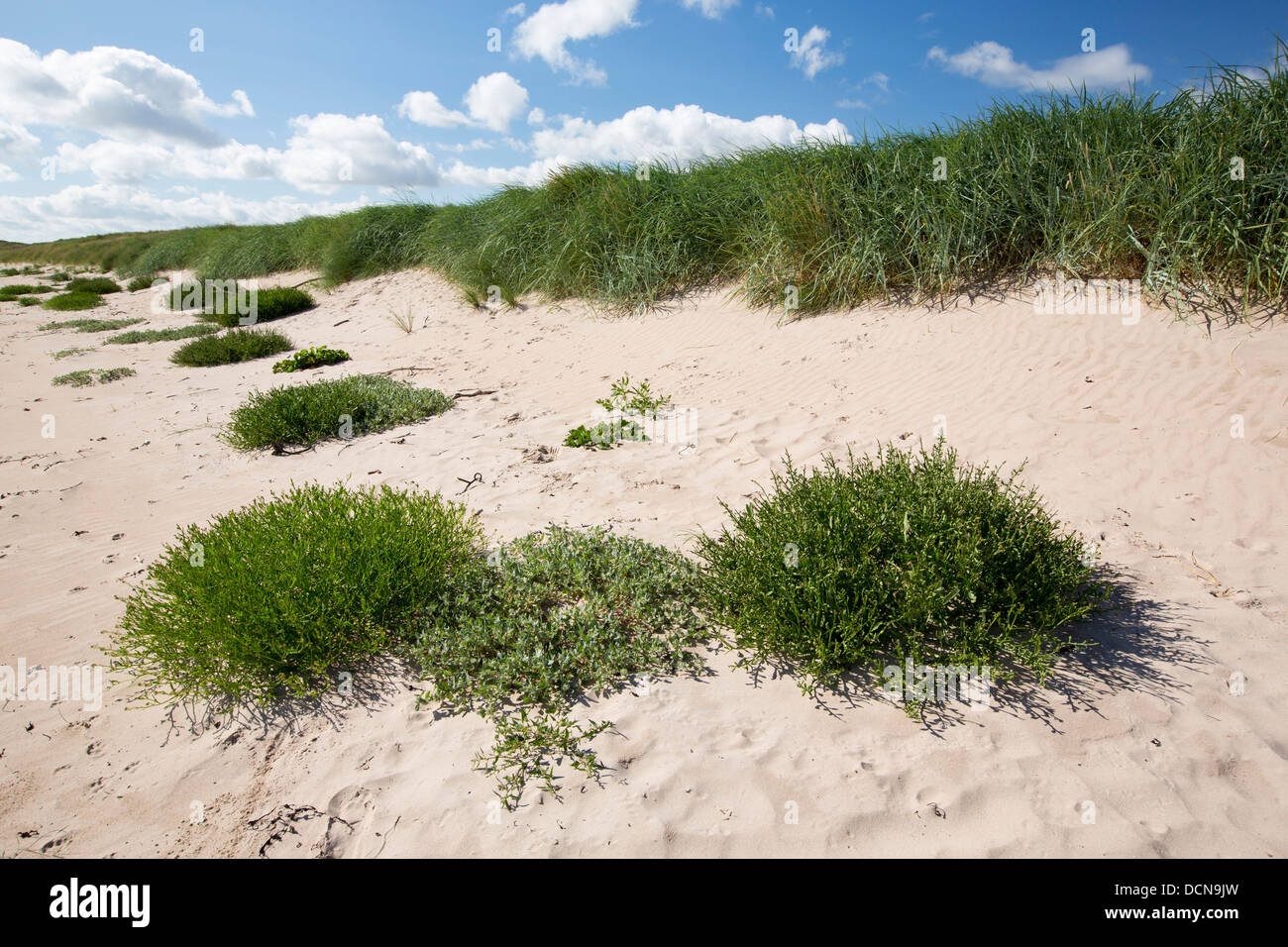 Sand dunes at Beadnell Bay, in Northumberland, UK. Stock Photo
