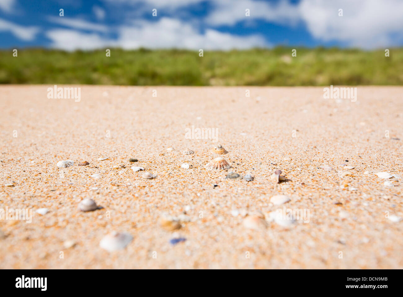 Shell sand on the beach with Limpet shells, Beadnell Bay, in Northumberland, UK. Stock Photo