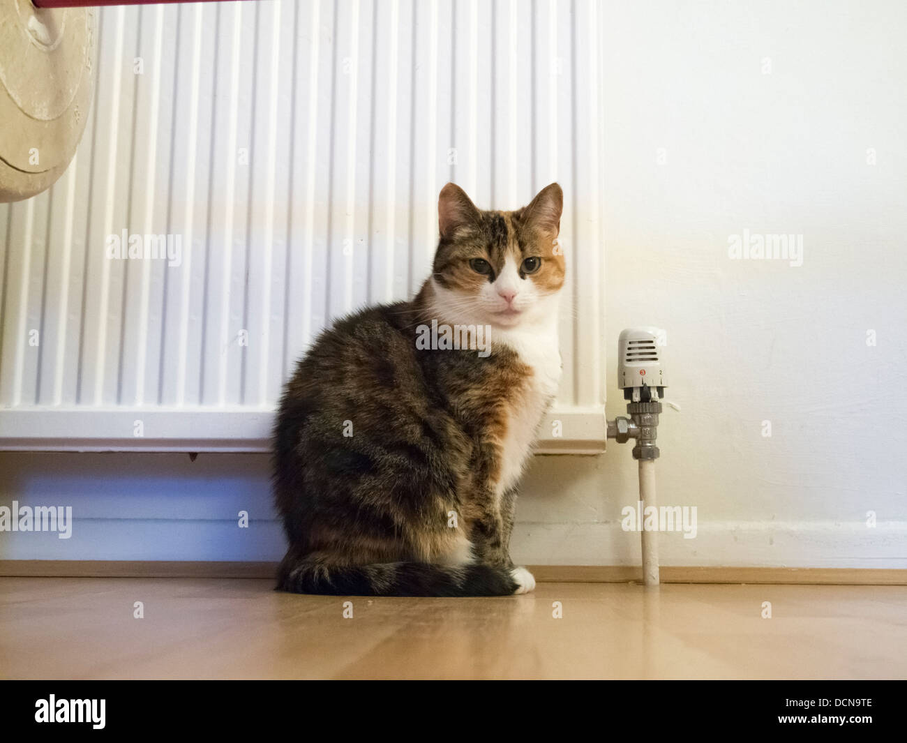 A cat keeps warm beside a radiator in a flat Stock Photo Alamy