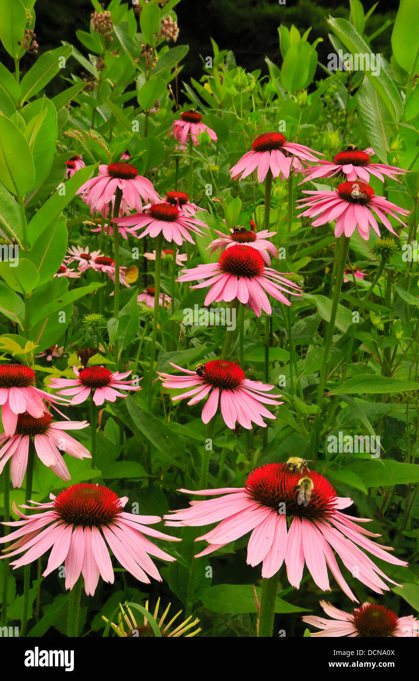 Shenandoah national park flowers hires stock photography and images
