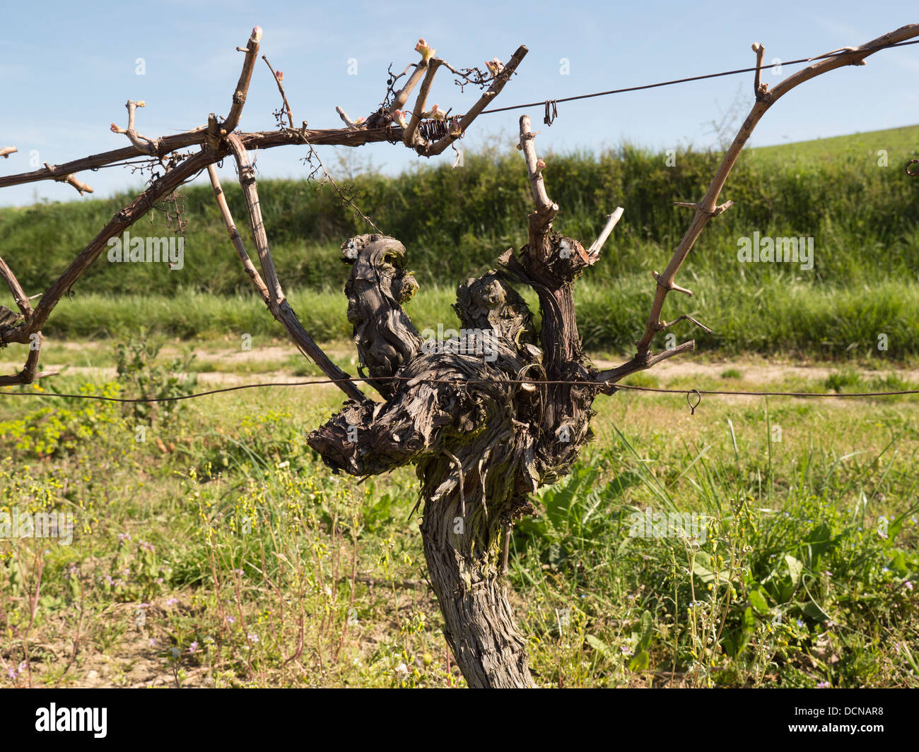 Vines cut back to the wood ready for new growth in Languedoc France Stock Photo