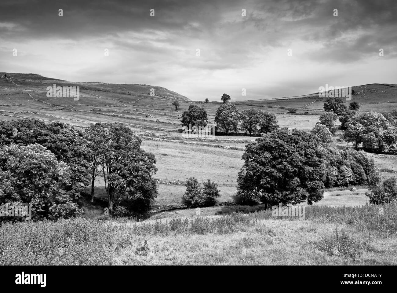 Black and white picture of trees and hills in the Yorkshire Dales. Stock Photo