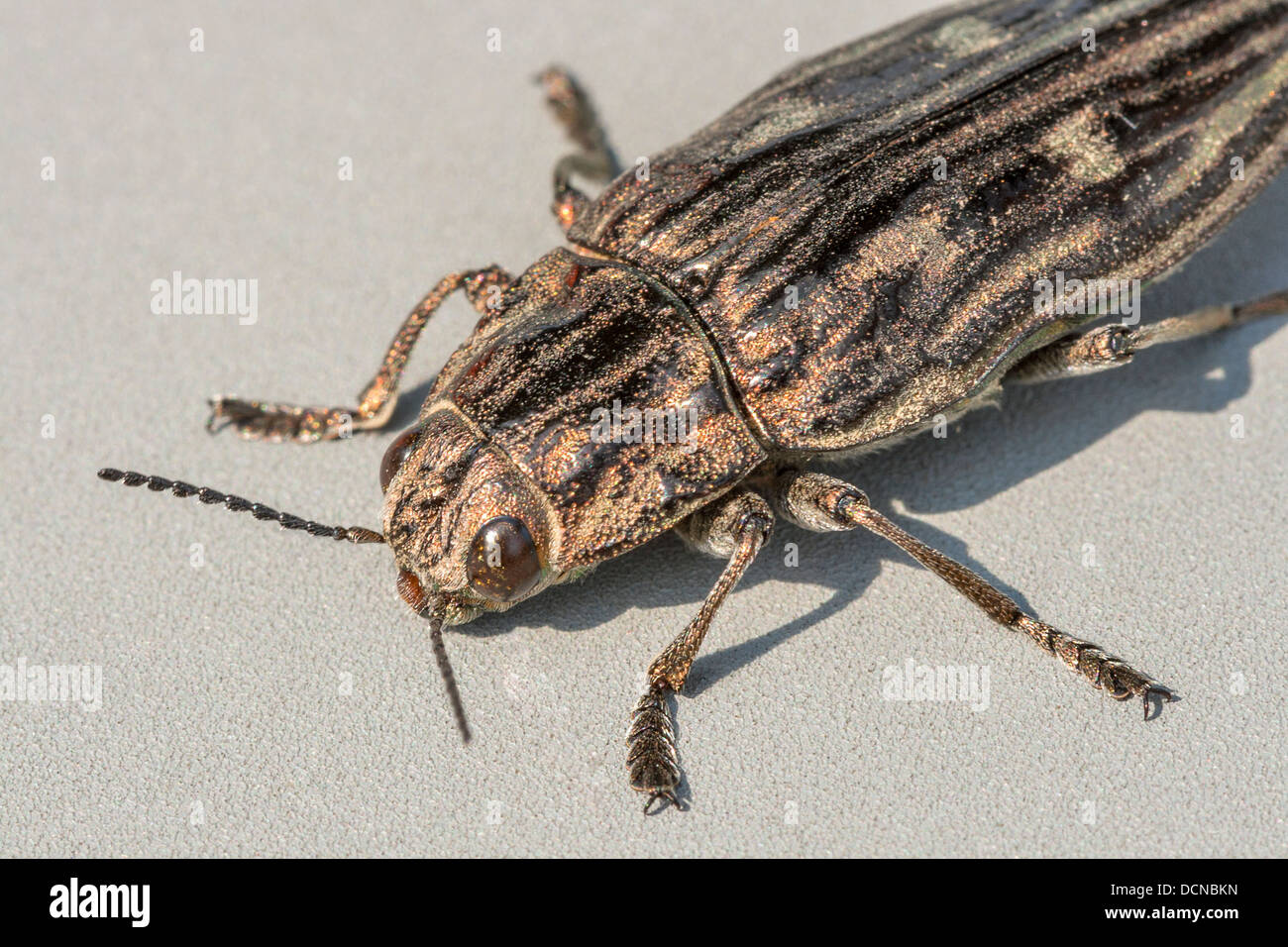 Yellow, brown and black striped beetle Agriotes lineatus macro on gray background Stock Photo