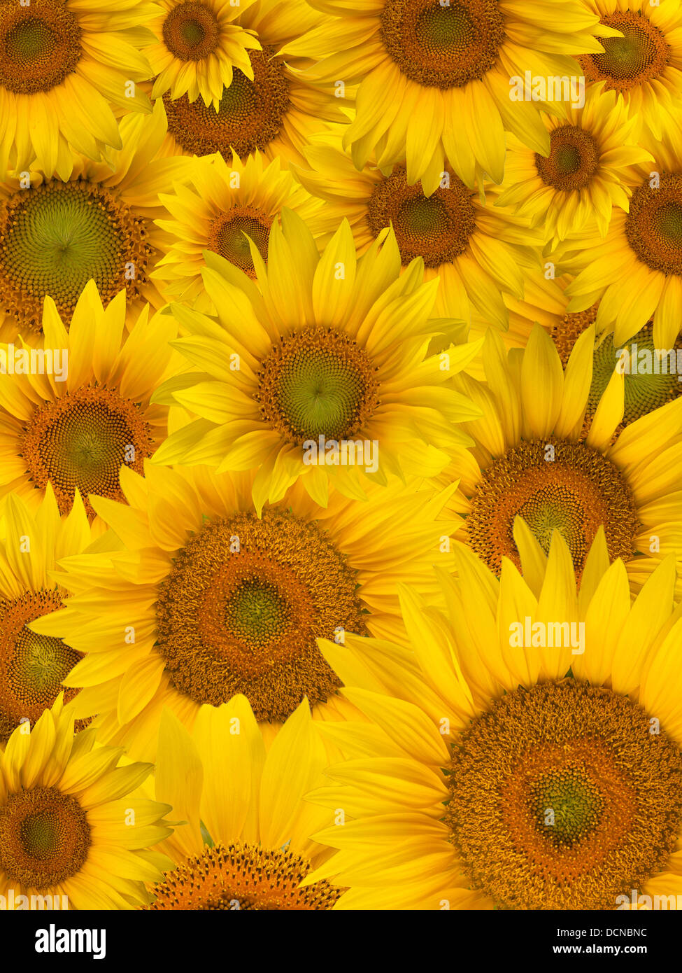 Summer yellow sunflower petals closeup Stock Photo Alamy