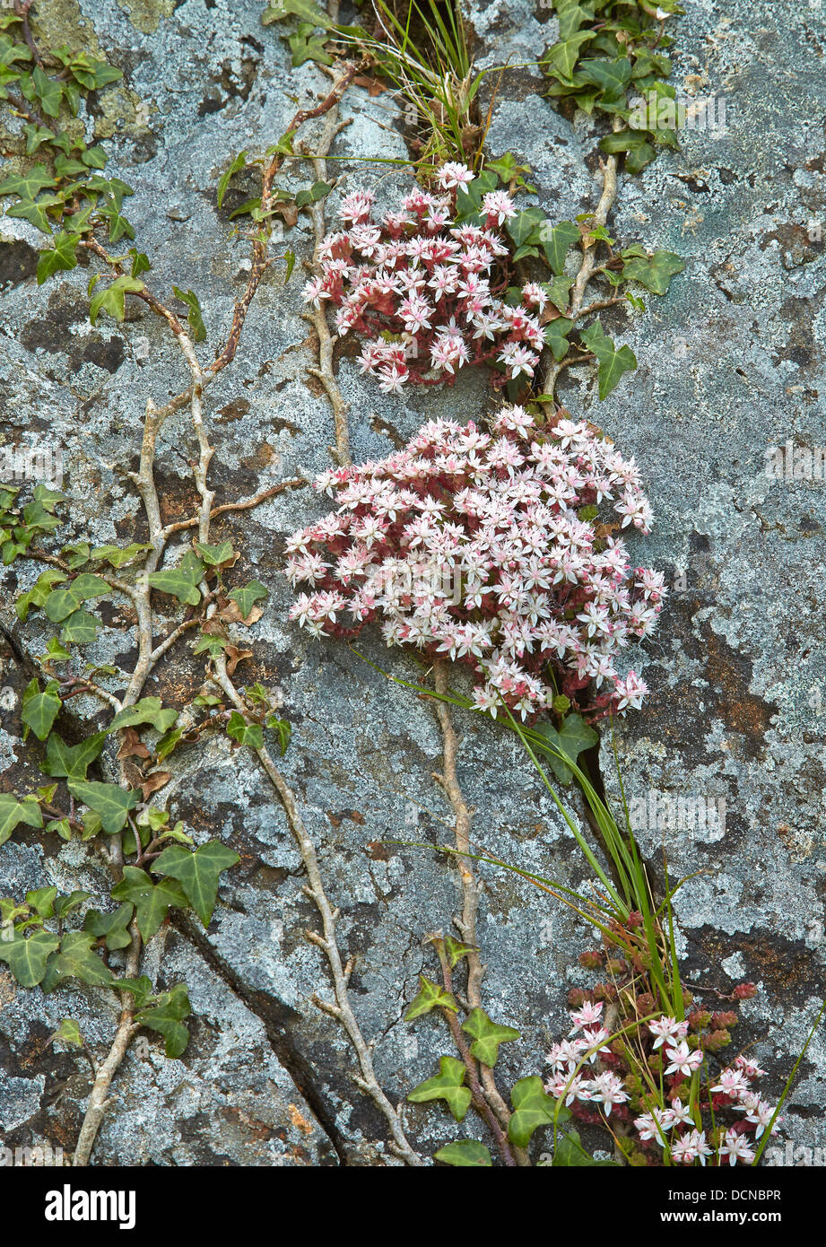 English Stonecrop Sedum anglicum growing amongst ivy on a sea cliff face in Pembrokeshire South Wales UK Stock Photo