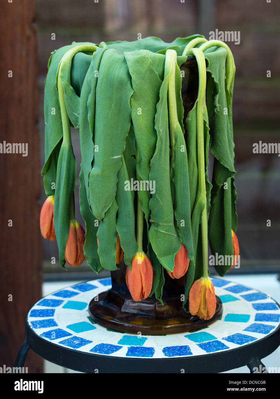 Drooping tulips in a vase left in a conservatory for too long in the