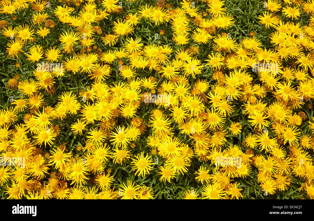 Dense growth of Doronicum flowers in an herbaceous border of an Oxfordshire garden UK Stock Photo