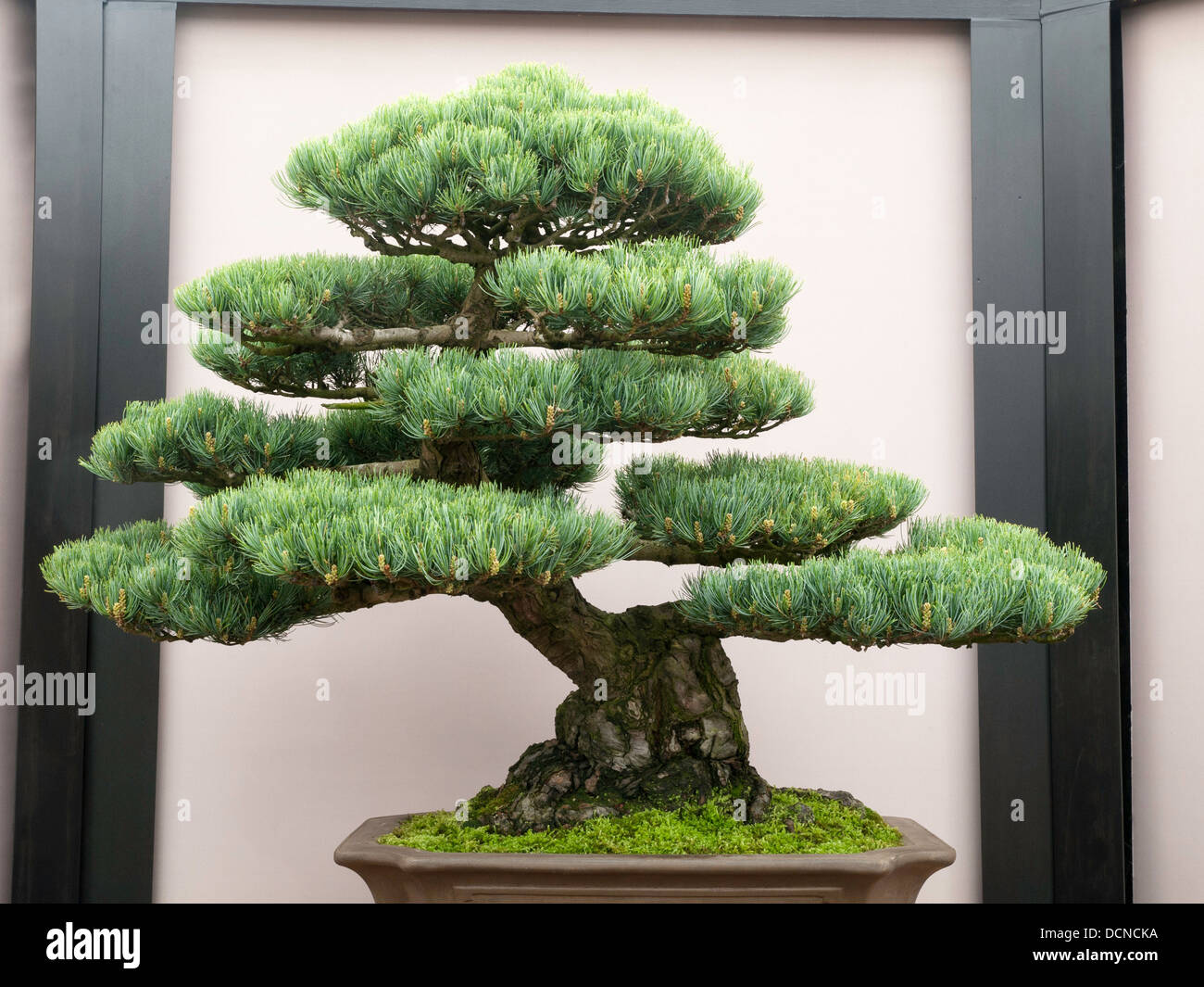 bonsai tree displayed at Chelsea RHS flower show Stock Photo