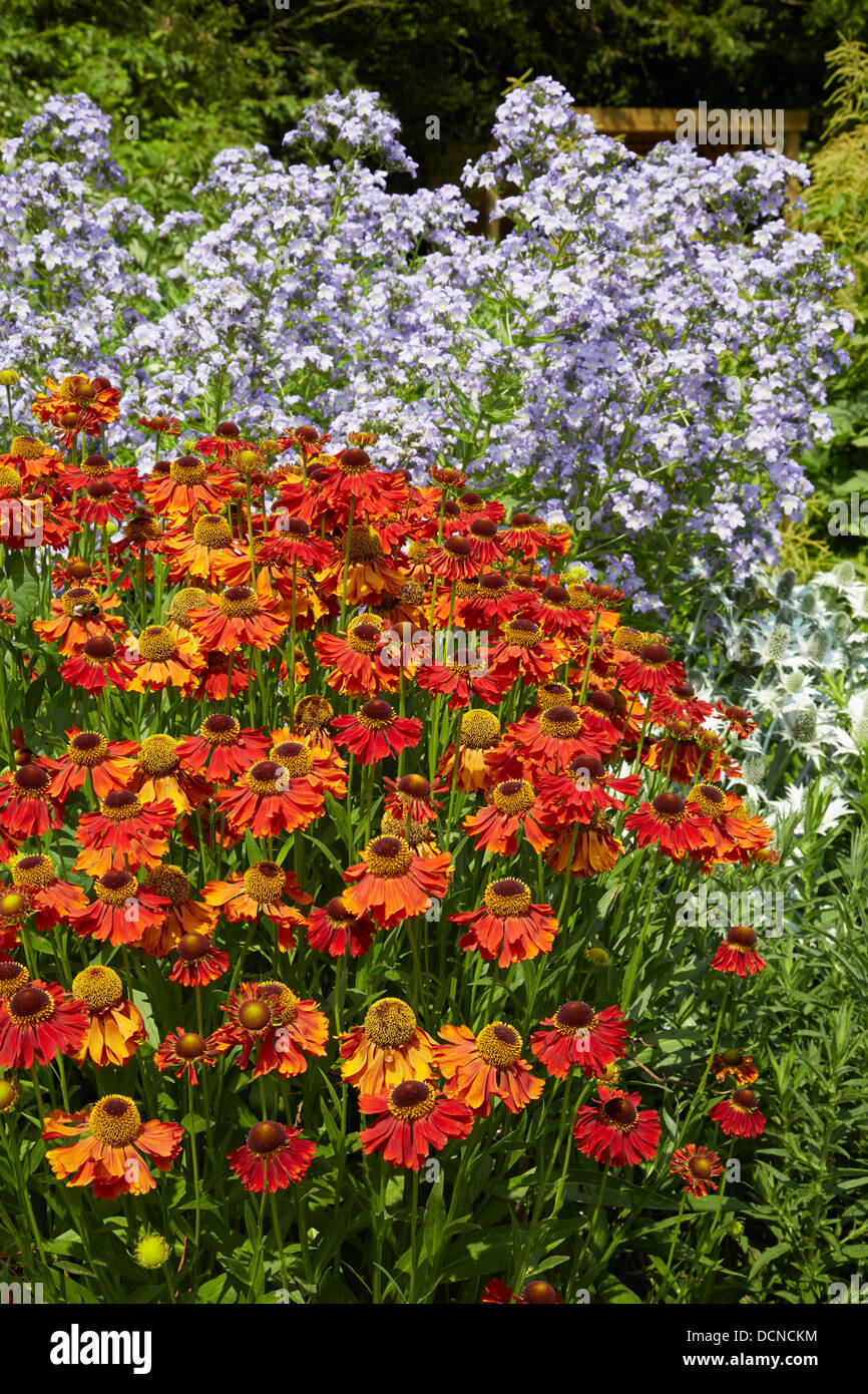 Association of Orange Helenium and pale blue Campanula flowers in a  herbaceous border at Waterperry Gardens in Oxfordshire UK Stock Photo -  Alamy