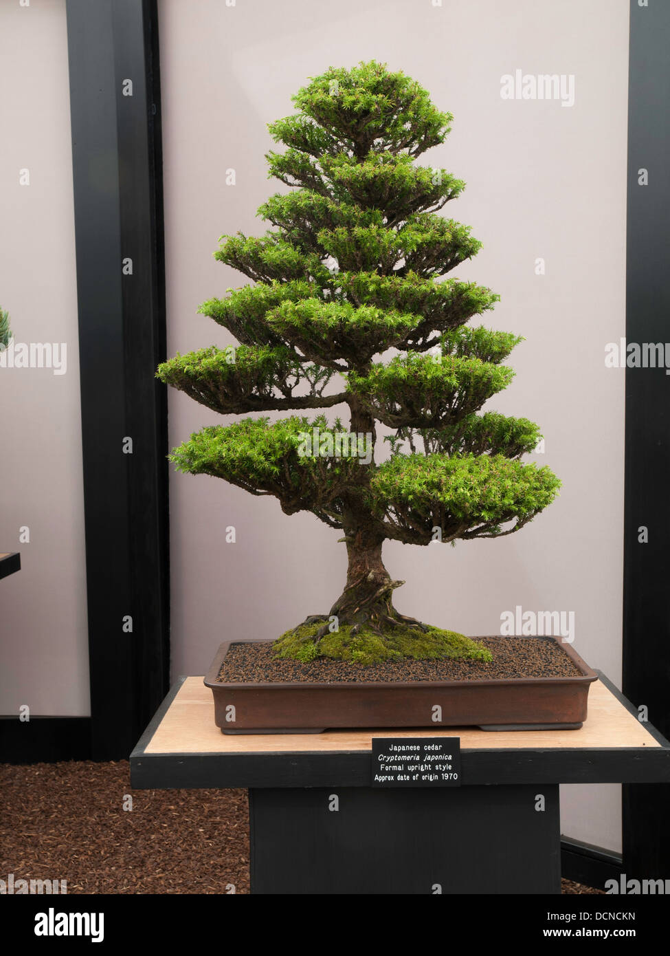 Realizzazione di alberi di bonsai. Accessori fatti a mano il filo e  scrissor bonsai, strumenti di bonsai, stand di bonsai - Immagine Foto stock  - Alamy