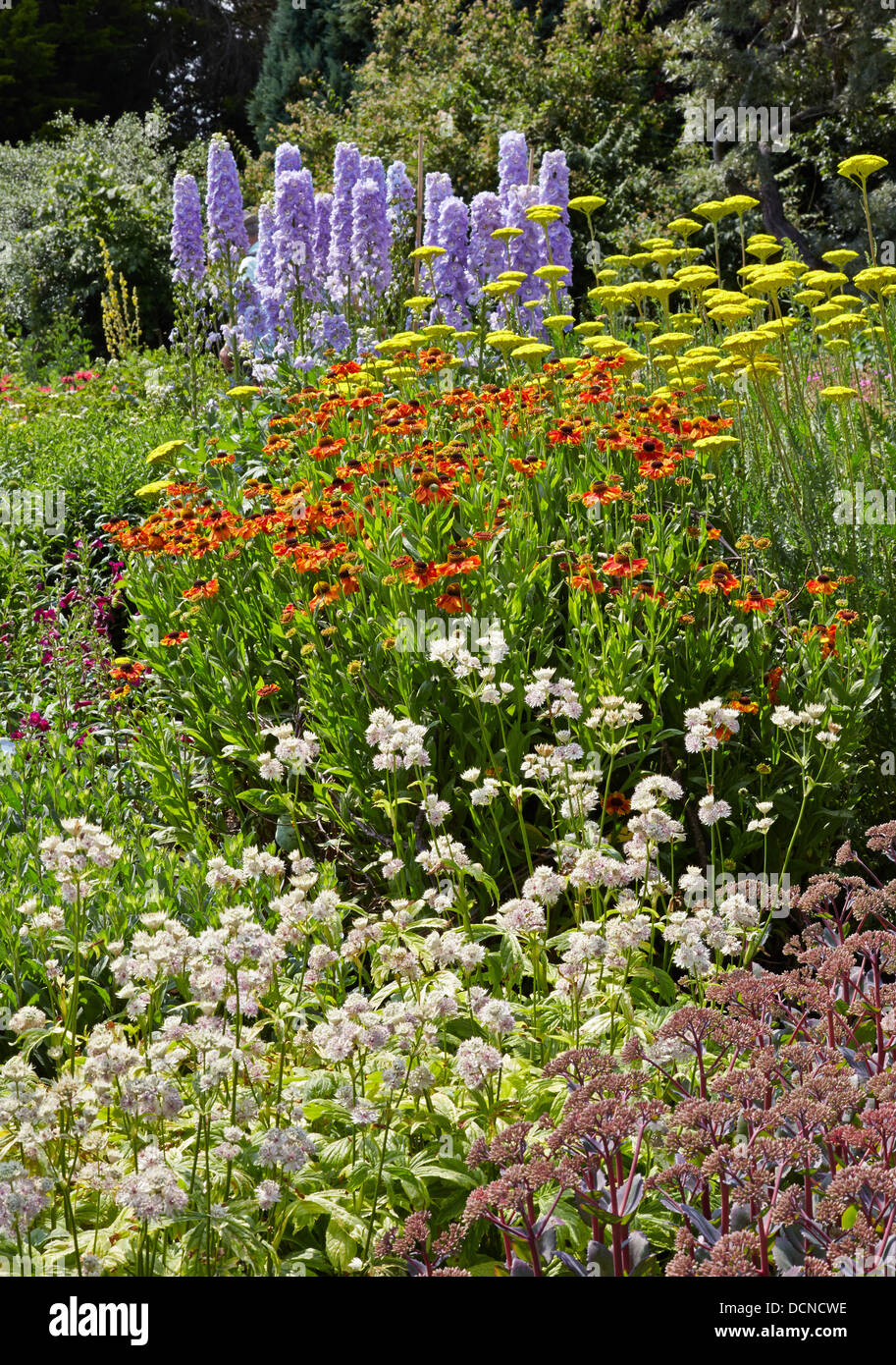 Colourful herbaceous border at Waterperry Gardens Oxfordshire featuring Delphinium Achillea Helenium Astrantia and Sedum Stock Photo
