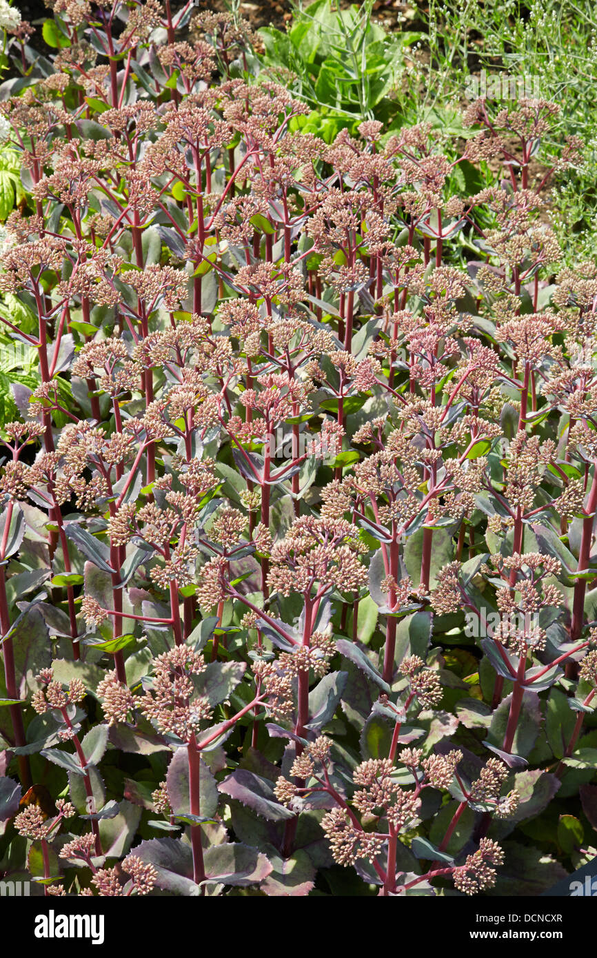 Sedum spectabile colony in an herbaceous border of an Oxfordshire garden Waterperry UK Stock Photo