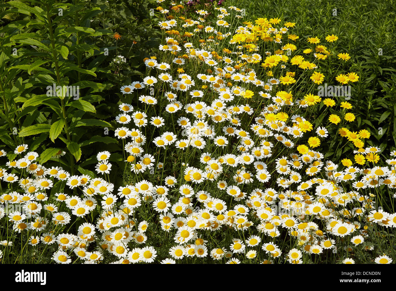 Anthemis tinctoria 'Sauce Hollandaise' and yellow Doronicum flowers in a herbaceous garden border UK Stock Photo