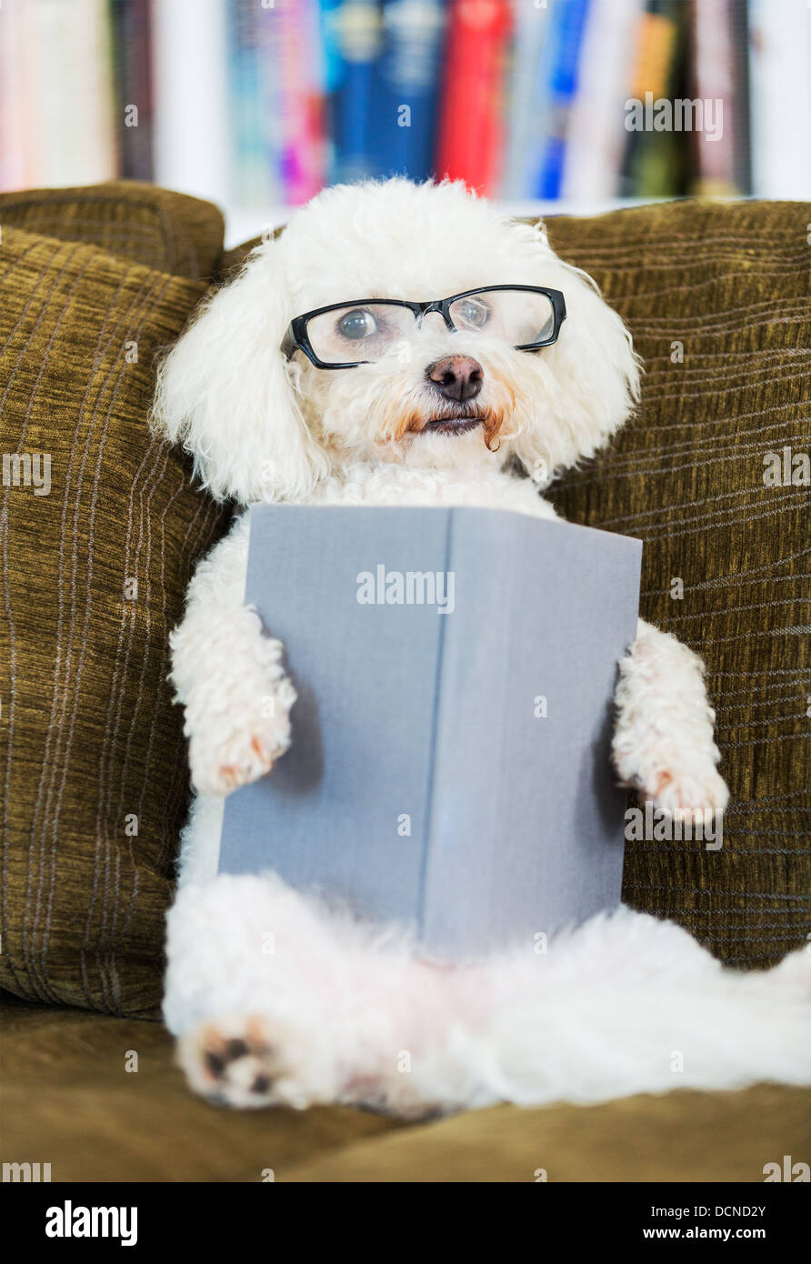 Cute dog cheap with glasses
