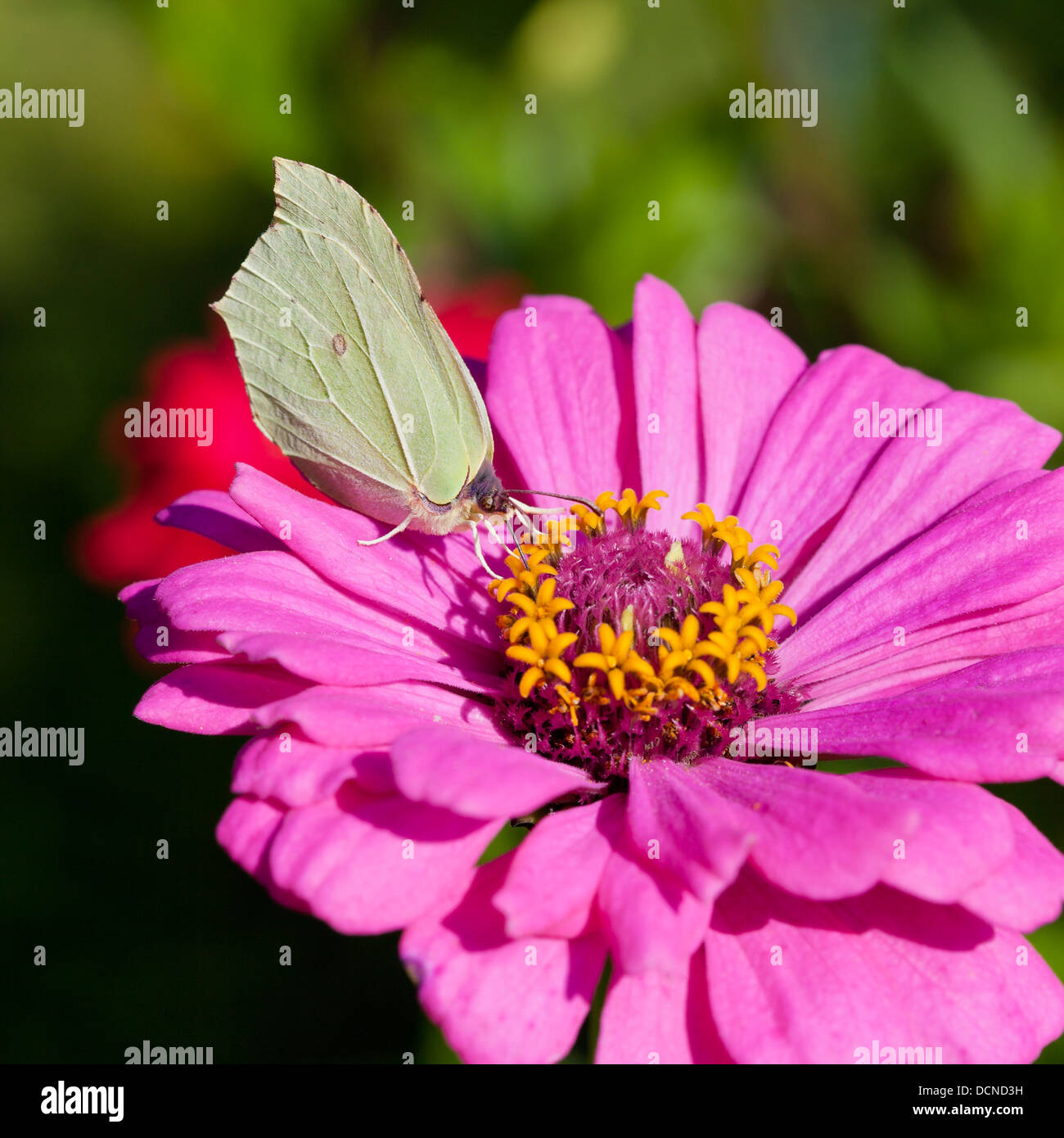 butterfly female imago Brimstone collect nectar on pink Zinnia flower close up Stock Photo