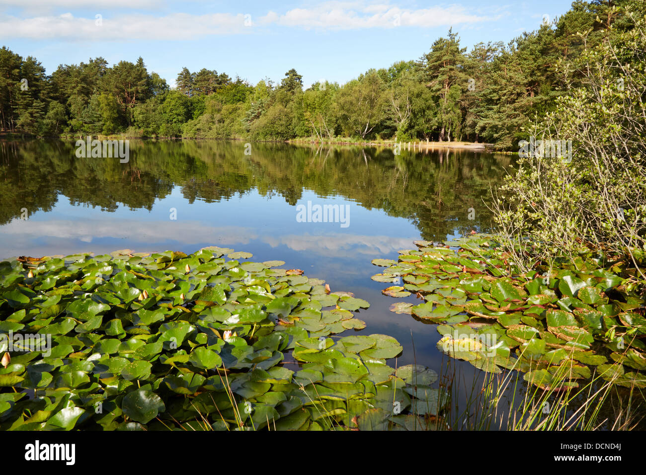 The Moat Pond at Thursley Common in Surrey UK Stock Photo