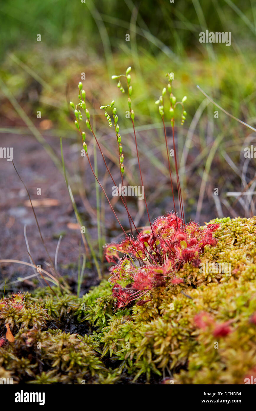 Round Leaved Sundew Drosera rotundifolia growing in a peaty bog mire at Thursley Common in Surrey UK Stock Photo